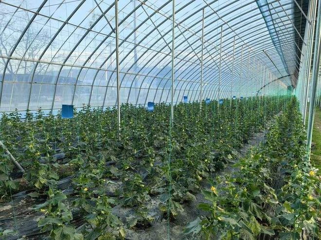 每亩产值约10万元 果蔬大棚种出致富