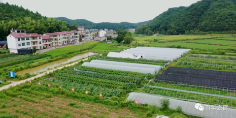 万年:盛夏高温干旱季 果蔬基地抗旱忙