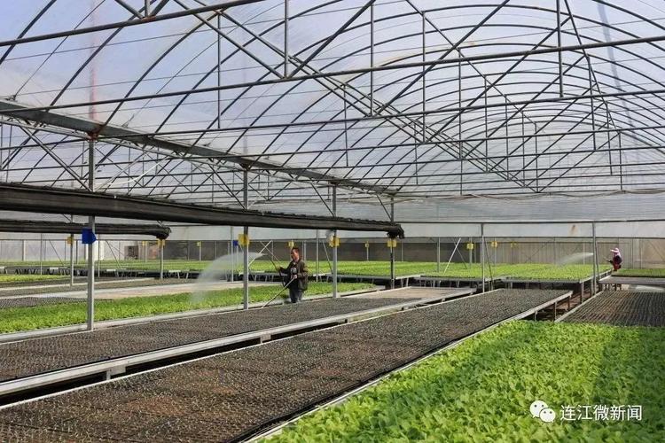 这座"育苗工厂",每年可提供果蔬种苗2300多万株!