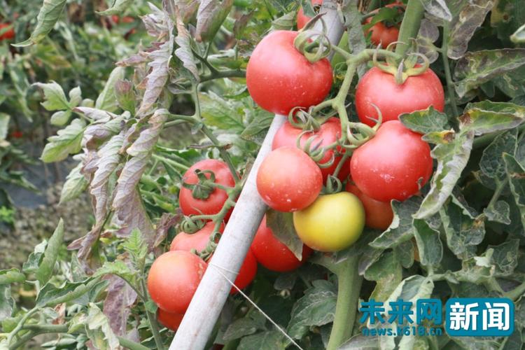 果蔬种植"抜穷根" 广西田阳番茄助千余人增收脱贫