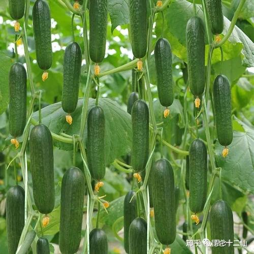阳台变果园 最值得种的果蔬品种推荐与种植指南