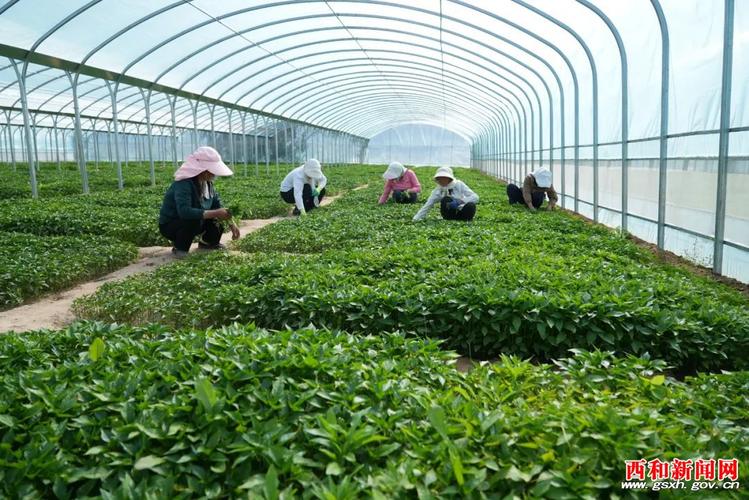 走进大桥镇玉成蔬菜农民专业合作社果蔬种植大棚里,一株株菜苗郁郁
